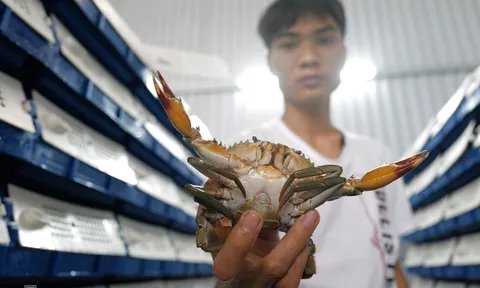 Người đầu tiên ở Hà Nội nuôi cua biển trong nhà