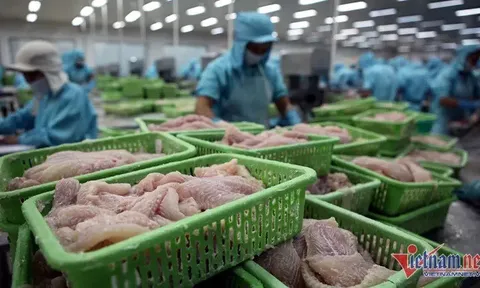 Dự báo xuất khẩu cá tra năm nay đạt 2,6 tỷ USD