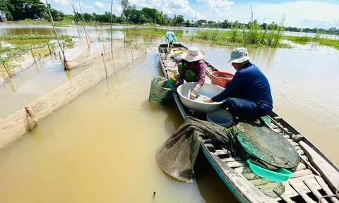 Nước sông Mê Kông hụt 60% ngay mùa lũ