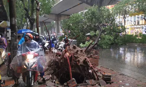 Cây xanh đổ đè thanh niên đi xe máy trong cơn mưa ở Hà Nội