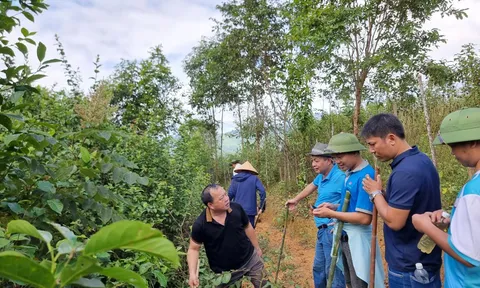 Ngược đỉnh Pu Phen, tìm "vàng" trong cây Chè Dây Yên Tĩnh