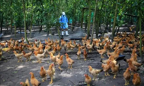 Việt Nam xuất hiện ca cúm A(H5) trên người