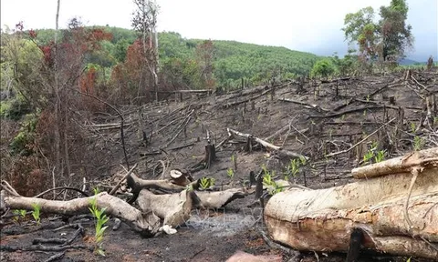 Phú Yên: Khởi tố lãnh đạo và nhân viên Ban Quản lý rừng phòng hộ Sơn Hòa