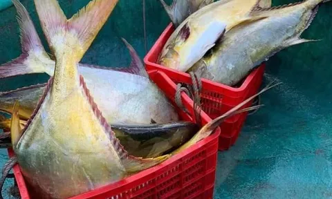 Trúng 3 tấn "lộc biển" vây vàng, ngư dân Hà Tĩnh thu về 600 triệu sau một đêm ra khơi