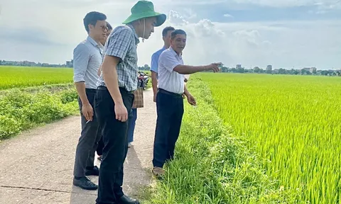 Đầu tư, xúc tiến thương mại sản phẩm gạo hữu cơ
