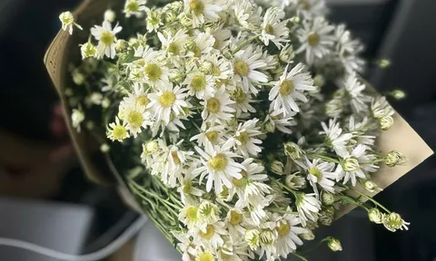 Cúc hoạ mi