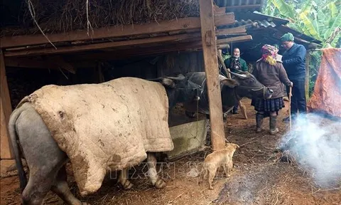 Thủ tướng Chính phủ chỉ đạo chủ động phòng, chống rét đậm, rét hại kéo dài