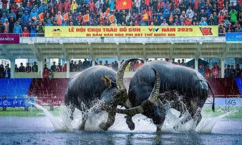 Sôi động lễ hội chọi trâu truyền thống Đồ Sơn năm 2025 – Di sản văn hóa phi vật thể quốc gia