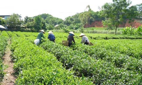 Định Hóa (Thái Nguyên): Củng cố an sinh xã hội từ công tác dạy nghề, giải quyết việc làm cho lao động nông thôn