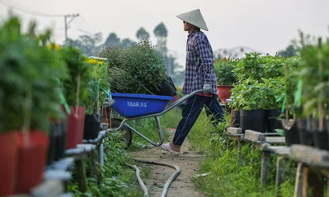 Làng hoa lớn nhất miền Tây vào vụ Tết