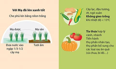 Các biện pháp phòng chống rét dưới 15 độ C cho lúa và rau màu