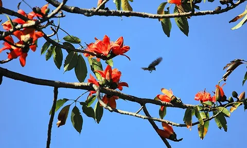 Trong nỗi niềm Pơ Lang