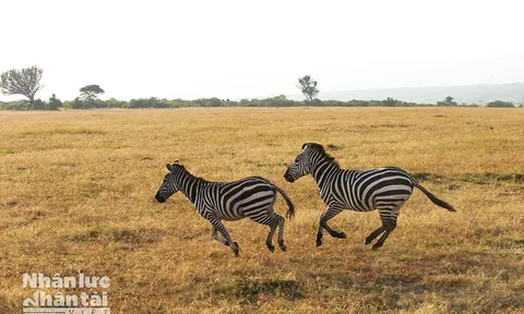 Khám phá thiên đường hoang dã Kenya (Phần 1)