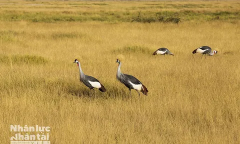 Khám phá thiên đường hoang dã Kenya (Phần 2)