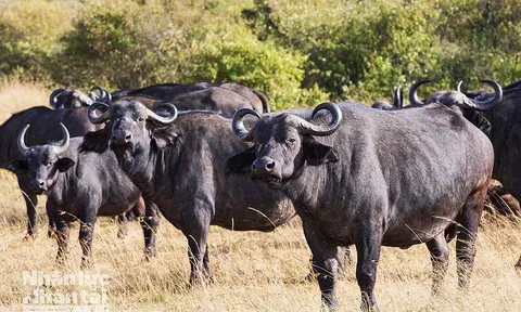 Khám phá thiên đường hoang dã Kenya (Phần 3)