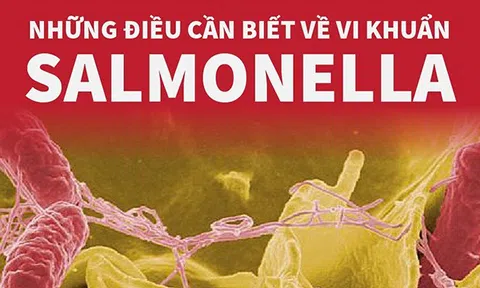 (Infographic) Những điều cần biết về vi khuẩn Salmonella