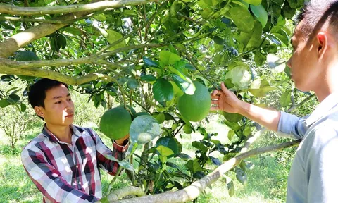 Chàng trai 9X vinh dự được công nhận là Nông dân Việt Nam xuất sắc 2023