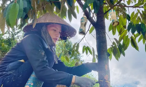 Hàng trăm cây sầu riêng bị kẻ xấu chặt phá thiệt hại nặng