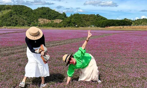 Ngất ngây với cánh đồng hoa dại ở “chảo lửa” Cát Tiên