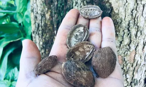 Nhớ dáng Kơ nia trên cao nguyên nắng gió