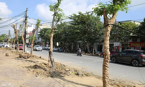 Nghệ An được Bộ Công an yêu cầu cung cấp hồ sơ dự án trồng cây xanh