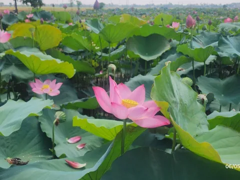 Sen ngự thức giấc ở Hồ Tịnh Tâm