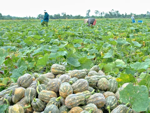 TP. Cần Thơ: 12,6 tỉ đồng hỗ trợ sinh kế cho người dân