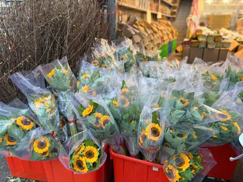 Nhộn nhịp chợ hoa Quảng An trước ngày 8/3