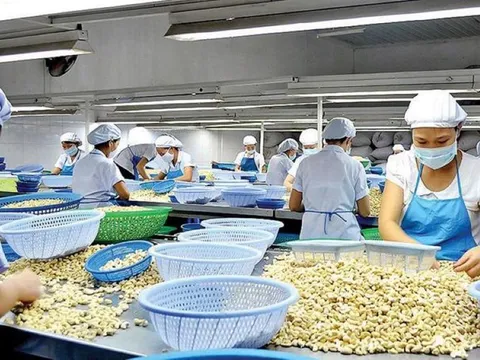 Mở rộng thị trường, xuất khẩu hạt điều vượt 5 tỷ USD