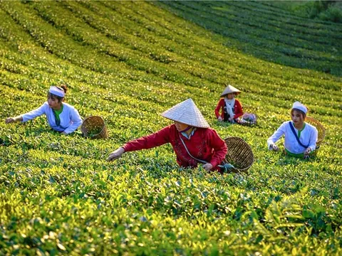 Nâng cao nguồn lực để ngành chè xác lập vị thế mới trong chuỗi giá trị toàn cầu