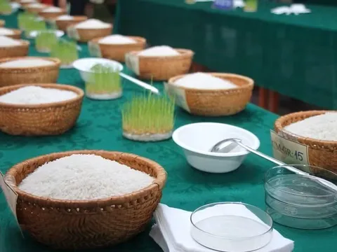 Cuộc thi Gạo ngon Đồng bằng sông Cửu Long - hoàn thiện chuỗi giá trị lúa gạo