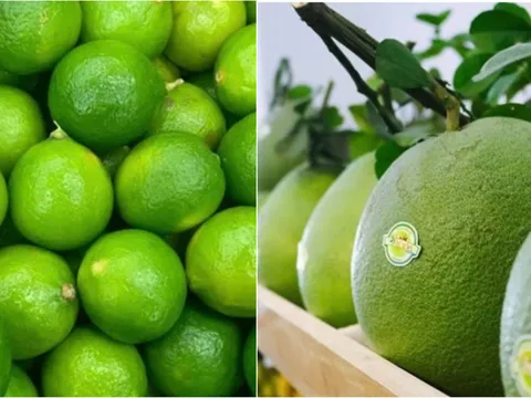 Thị trường Trung Quốc mở rộng với quả bưởi, quả chanh của Việt Nam như thế nào?