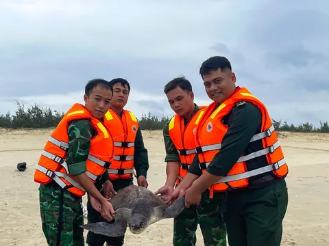 Cứu hộ thành công một cá thể rùa biển quý hiếm