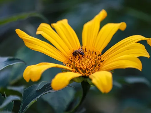 Dã quỳ gọi gió đại ngàn giữa Hà Nội