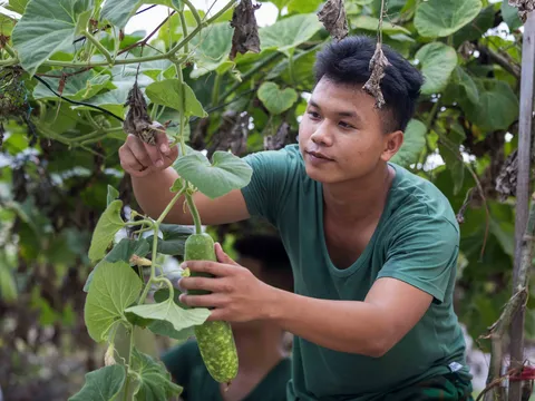 Lính biên phòng Lý Sơn giải bài toán rau xanh giữa mùa biển động thế nào?