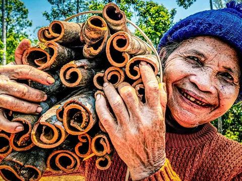 Quế Trà Leng và định hướng định vị giá trị nông sản miền núi