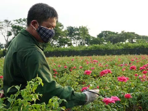 Tăng giờ làm thêm cho lao động thời vụ