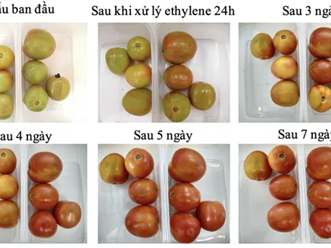 Cận cảnh máy làm chín trái cây do sinh viên Việt Nam chế tạo