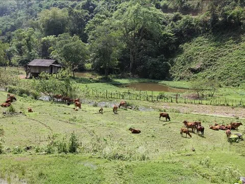 Ngân hàng Thế giới: Tỷ lệ nghèo ở Việt Nam đã giảm đầy ấn tượng