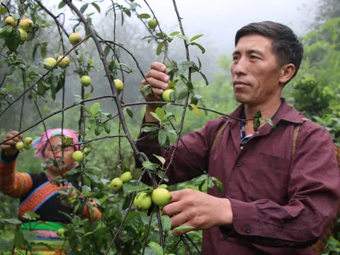 Sồng A Mang: Từ ký ức đói nghèo đến nông dân giàu có nhất vùng