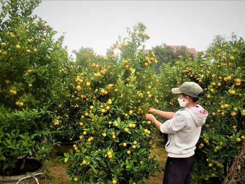 Đón Xuân về, vui mùa quất Tết