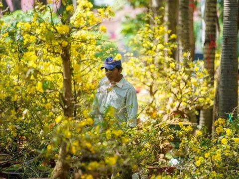 Chiều 30 Tết, hạ giá rẻ bèo vẫn không có người mua, tiểu thương bỏ thêm tiền chở hoa về