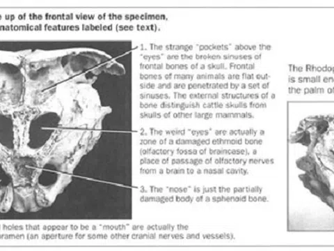 Hộp sọ Rhodope: Bằng chứng về người ngoài hành tinh?