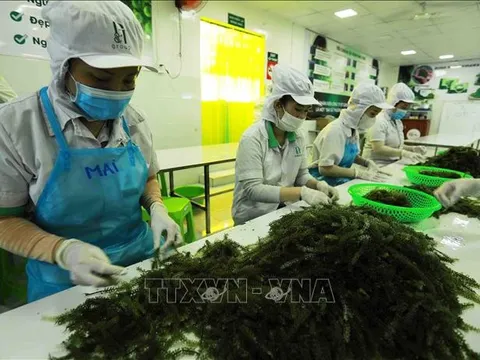 Thị trường lao động, việc làm đang đối mặt với nhiều khó khăn, thách thức