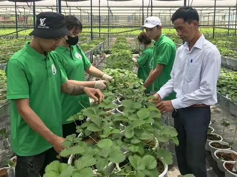 Những “Khu vườn xanh, sạch, đẹp, an toàn” ở Đà Lạt