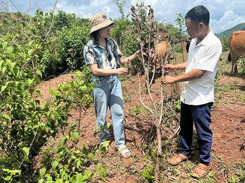 Tháo gỡ vướng mắc cho các dự án mắc-ca tại Điện Biên