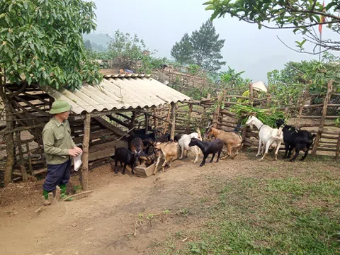 Thành công từ mô hình nuôi ngựa hàng hóa của 7x xứ Mường