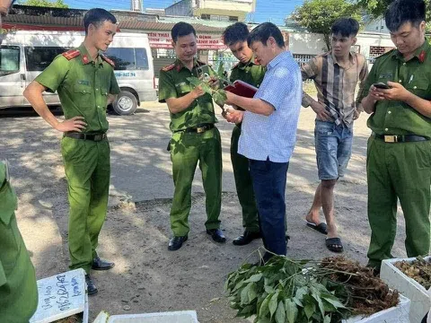 Kon Tum: thu giữ 40 kg sâm Ngọc Linh giả ngay tại “thủ phủ” sâm Ngọc Linh thật