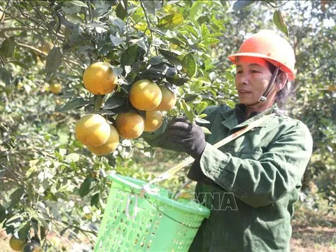 Lan tỏa thương hiệu "cam Vinh"