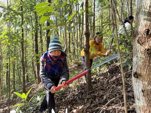 Điện Biên: Nông nghiệp vượt khó, giữ nhịp tăng trưởng bền vững